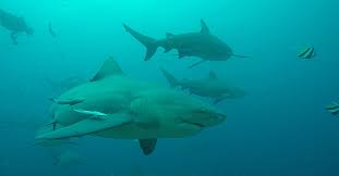 Sharks