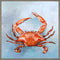 Coastal Locals - Red Crab Canvas Print | Coastal Decor | Wall Art
