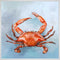 Coastal Locals - Red Crab Canvas Print | Coastal Decor | Wall Art