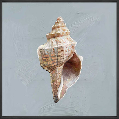 Shell Study - I Canvas Print | Coastal Decor | Wall Art