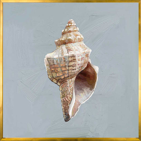 Shell Study - I Canvas Print | Coastal Decor | Wall Art