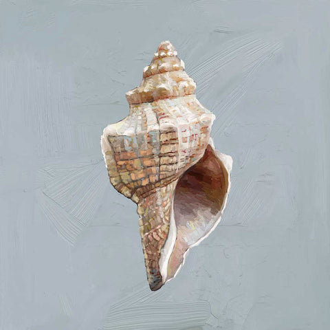 Shell Study - I Canvas Print | Coastal Decor | Wall Art