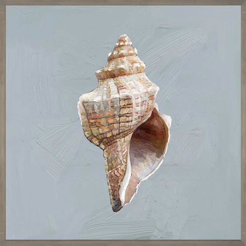 Shell Study - I Canvas Print | Coastal Decor | Wall Art
