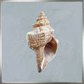 Shell Study - I Canvas Print | Coastal Decor | Wall Art