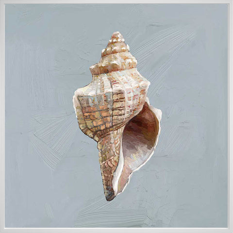 Shell Study - I Canvas Print | Coastal Decor | Wall Art