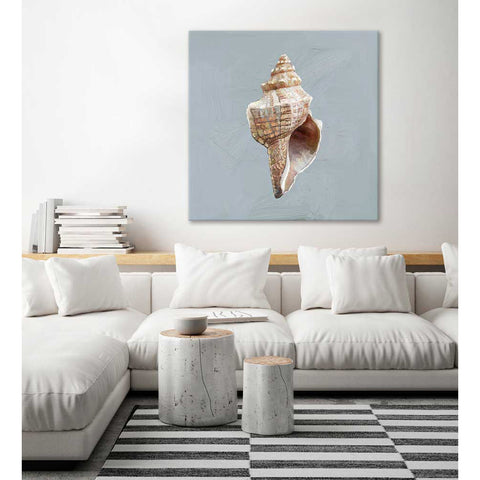 Shell Study - I Canvas Print | Coastal Decor | Wall Art