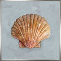 Shell Study - II Canvas Print | Coastal Decor | Wall Art