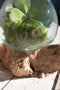 Blown Glass Bowl on Driftwood Base Large | Coastal Decor | Decorative Bowls