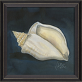 Conch Shell Framed Print | Coastal Decor | Wall Art