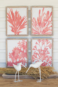 Coral Prints with Wooden Frames Set of 4 | Island Decor | Wall Art