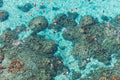 The Reef Bora Bora Photographic Print | Island Decor | Wall Art