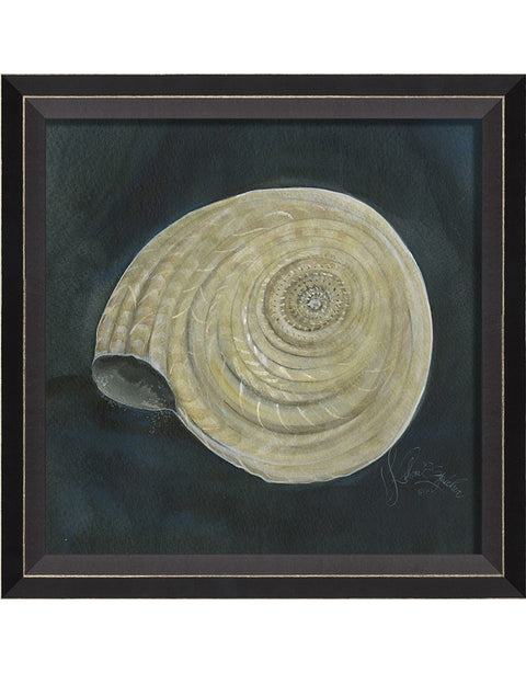 Seashell Framed Print | Coastal Decor | Wall Art