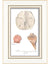 Three Seashells Framed Print | Coastal Decor | Wall Art